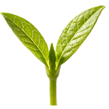 Carefully Selected Seed