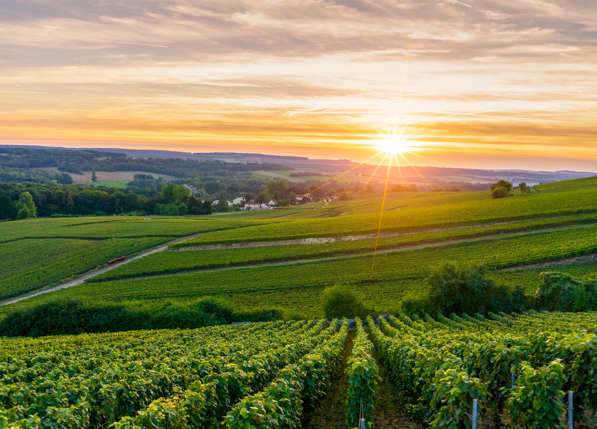 From Seed to Need | Start with one seed, nurtured by our love, and true to your health.