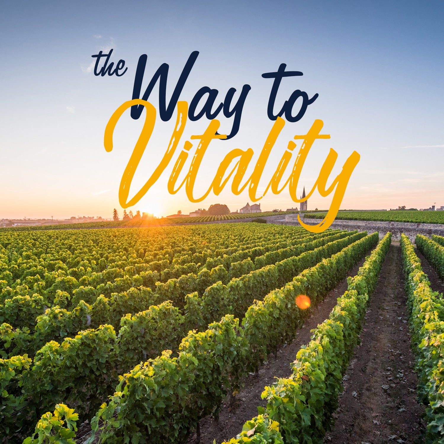 Vitalitown Supplement Made in GMP Facility. Non-GMO Soy Free lab Tested No Artificial Fillers